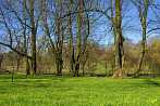 0930-2800; 3872 x 2592 pix; spring, park, tree, meadow