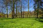 spring; park; tree; meadow