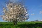 0930-1200; 3745 x 2508 pix; spring, tree, flower, blue sky