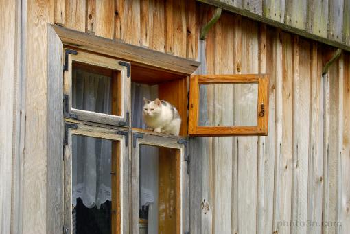 Europe; Poland; Wdzydze; Museum in Wdzydze; manor house from Ramleje built in the 1945; cat in the window