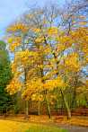 1130-0092; 2592 x 3871 pix; Europe, Poland, Koszalin, park, autumn