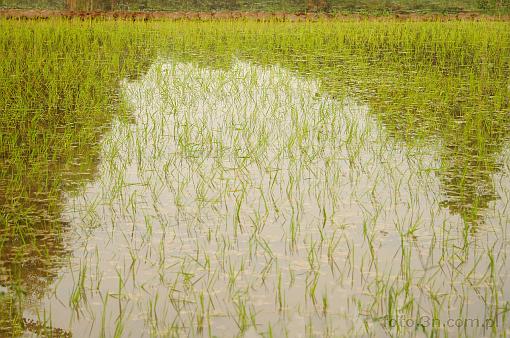 Asia; India; rice field; rice