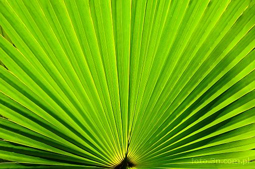 Asia; India; leaf; green leaf; palm leaf