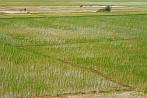 1BBA-0400; 4147 x 2753 pix; Asia, India, rice field, rice