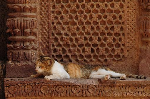Asia; India; Jodhpur; Mehrangarh Fort; cat