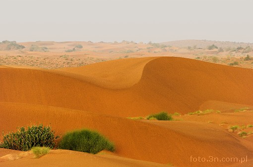 Asia; India; desert; Thar desert; Thar; dune; sand; bush