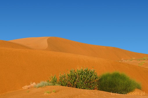 Asia; India; desert; Thar desert; Thar; dune; sand; sky; bush; oasis