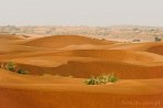 1BBG-0535; 4288 x 2848 pix; Asia, India, desert, Thar desert, Thar, dune, sand, bush