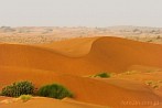 1BBG-0540; 4088 x 2715 pix; Asia, India, desert, Thar desert, Thar, dune, sand, bush