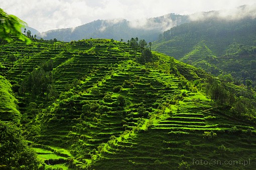 Asia; India; Himalaya; rice terrace; rice