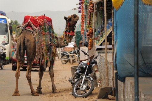 Asia; India; Pushkar; camel