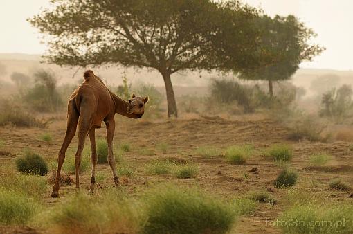 Asia; India; Thar; camel