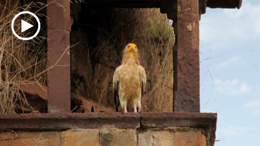 Asia; India; vulture