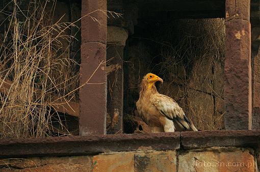 Asia; India; Orchha; vulture