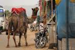 1BBX-0300; 4164 x 2765 pix; Asia, India, Pushkar, camel