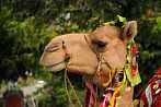 1BBX-0330; 4166 x 2768 pix; Asia, India, Udaipur, camel