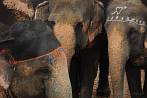 Asia; India; elephant