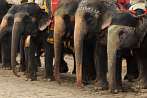 Asia; India; elephant