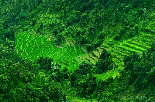 Asia; Nepal; Himalaya; rice terrace; rice
