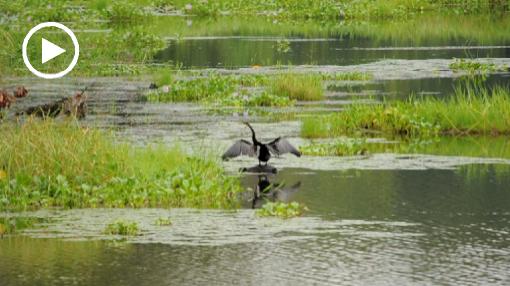 Asia; Nepal; Chitwan National Park; heron; water; river