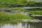 Asia; Nepal; Chitwan National Park; heron; water; river