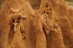 Asia; Nepal; Chitwan National Park; termite mound