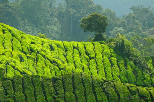 Asia; Malaysia; Cameron Highlands; tea; tea tree; tea hills