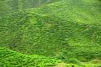 1BF3-0090; 4288 x 2848 pix; Asia, Malaysia, Cameron Highlands, tea, tea tree, tea hills