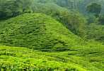 1BF3-0135; 5085 x 3477 pix; Asia, Malaysia, Cameron Highlands, tea, tea tree, tea hills