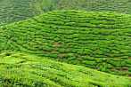 1BF3-0140; 4288 x 2848 pix; Asia, Malaysia, Cameron Highlands, tea, tea tree, tea hills