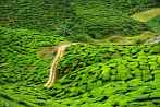 1BF3-0210; 4288 x 2848 pix; Asia, Malaysia, Cameron Highlands, tea, tea tree, tea hills