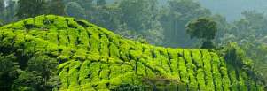 1BF3-0620; 6565 x 2274 pix; Asia, Malaysia, Cameron Highlands, tea, tea tree, tea hills