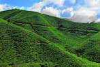 1BF3-0740; 4108 x 2729 pix; Asia, Malaysia, Cameron Highlands, tea, tea tree, tea hills