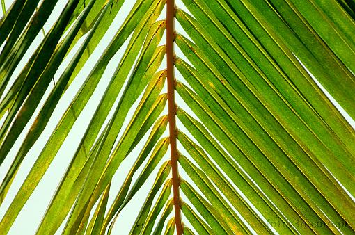Asia; Malaysia; palm