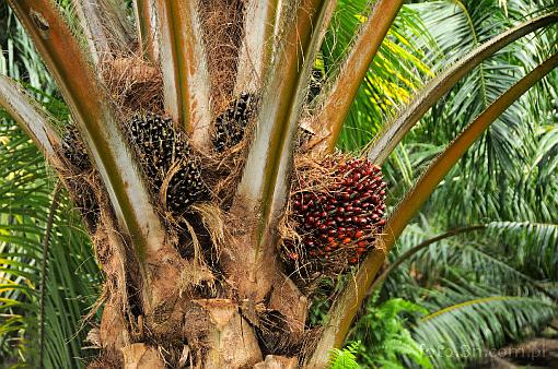 Asia; Malaysia; palm oil