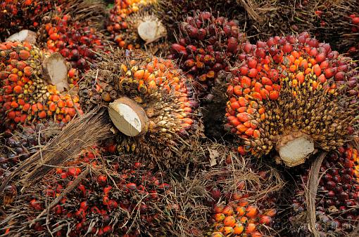 Asia; Malaysia; palm oil