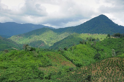 Asia; Vietnam; mountain; cofee; plantation