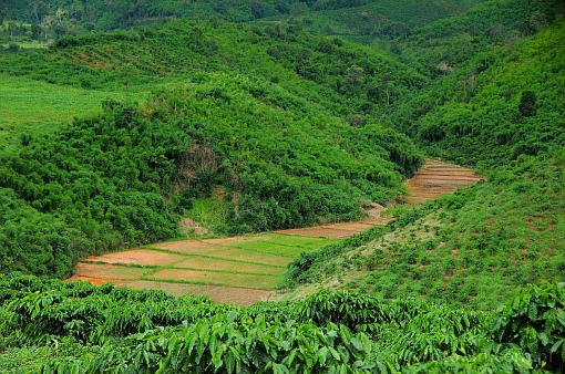 Asia; Vietnam; cofee; rice; plantation