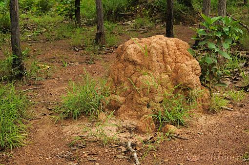 Asia; Vietnam; Yok Don; jungle; termite mound