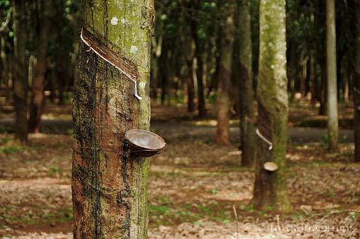 Asia; Vietnam; rubber; rubber tree; latex; plantation