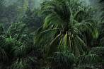 1BG9-1300; 3645 x 2421 pix; Asia, Vietnam, palm, rain, monsun