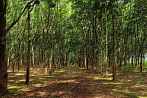 1BG9-0900; 4196 x 2787 pix; Asia, Vietnam, rubber tree, plantation