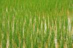 1BJ9-0410; 3991 x 2652 pix; Asia, Cambodia, rice field, rice
