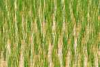 1BJ9-0420; 4288 x 2848 pix; Asia, Cambodia, rice field, rice