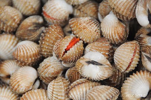 Asia; Cambodia; stall; shell; mussel; mollusc; mollusk