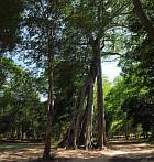 Asia; Cambodia; Sambor Prei Kuk; tree