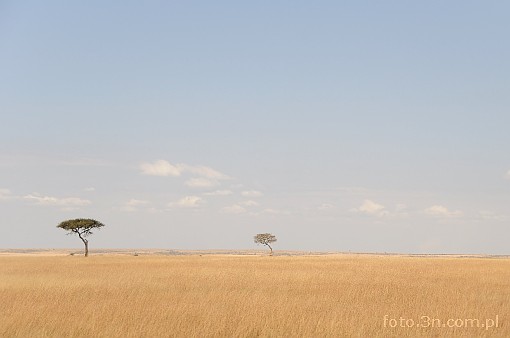 Africa; Kenya; savannah; tree; acacia