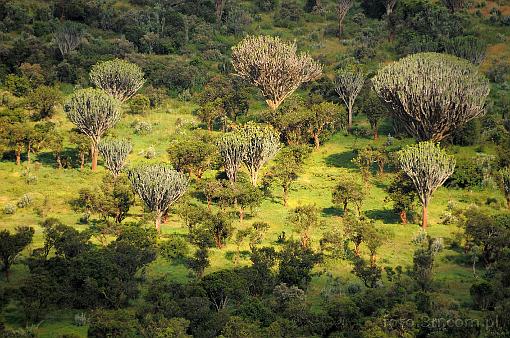 Africa; Kenya; bush