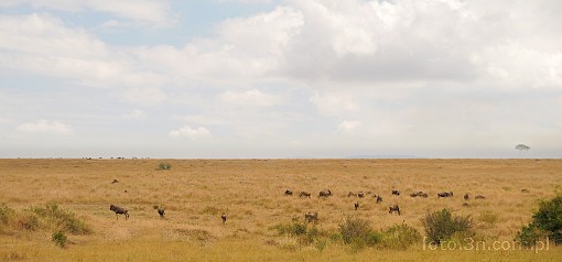 Africa; savannah; gnu