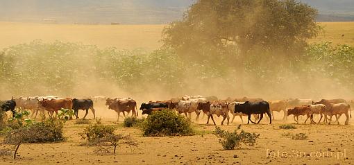 Africa; cattle